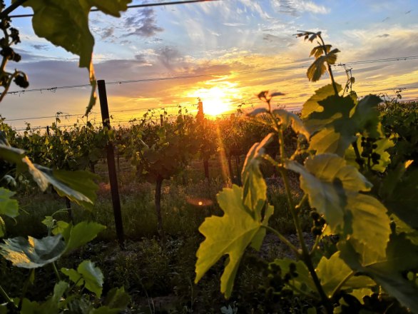 Sunset Tasting, © Winzerfamilie Pfalz