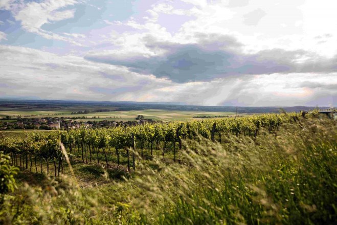 Ausblick über die Rußbacher Weinberge, © Weingut Kerner